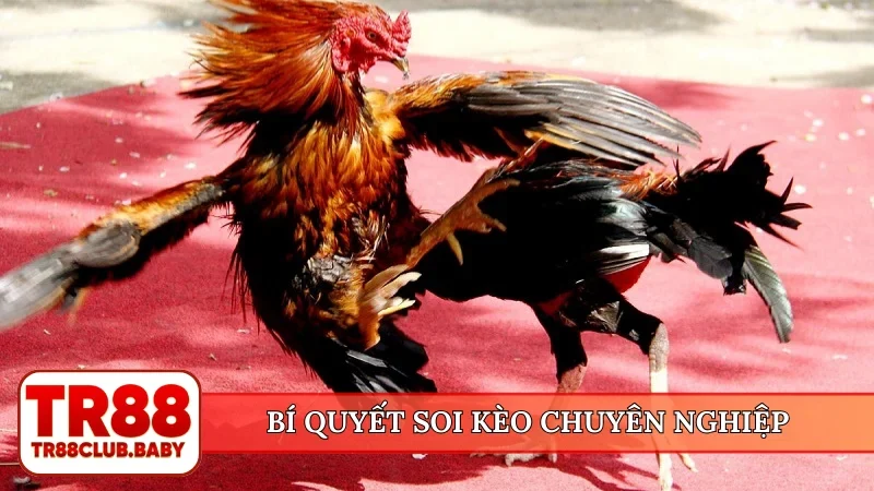 Đá gà online trực tiếp - TR88 cung cấp 100+ trận mỗi ngày - DRAGON89.LOL