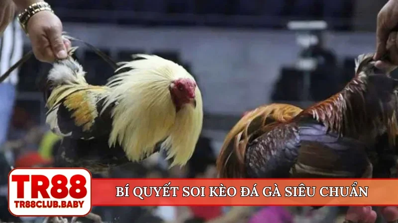 Đá gà TR88 - Xem chọi kê trực tiếp hấp dẫn, cá cược an toàn - DRAGON89.LOL