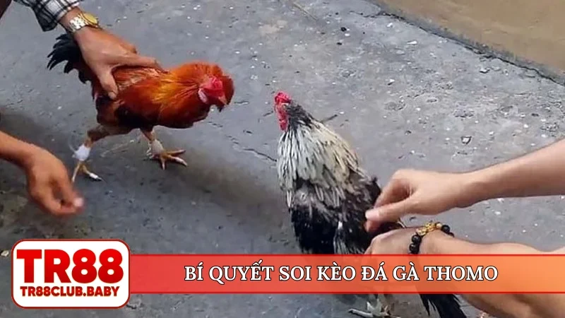 Cá cược đá gà - Lựa chọn kèo đấu chất lượng tại TR88 - DRAGON89.LOL