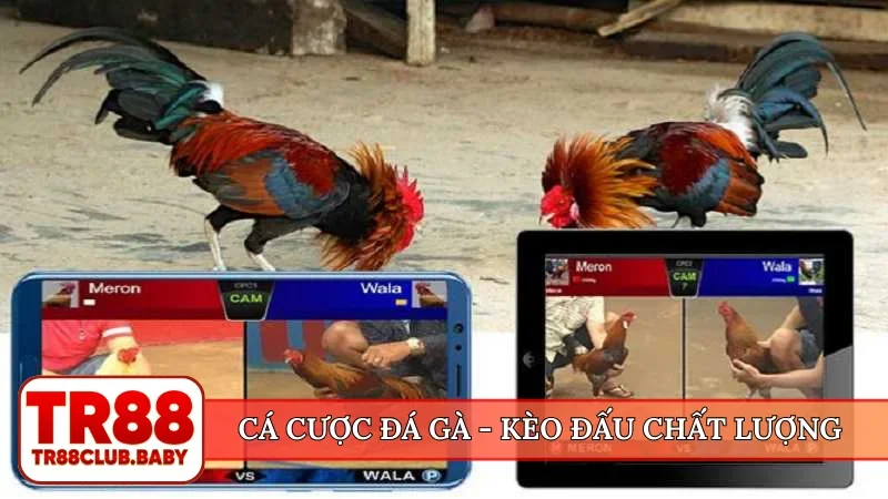 Đá gà online trực tiếp - TR88 cung cấp 100+ trận mỗi ngày - DRAGON89.LOL