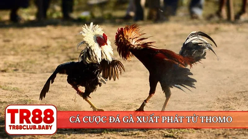 Cá cược đá gà - Lựa chọn kèo đấu chất lượng tại TR88 - DRAGON89.LOL