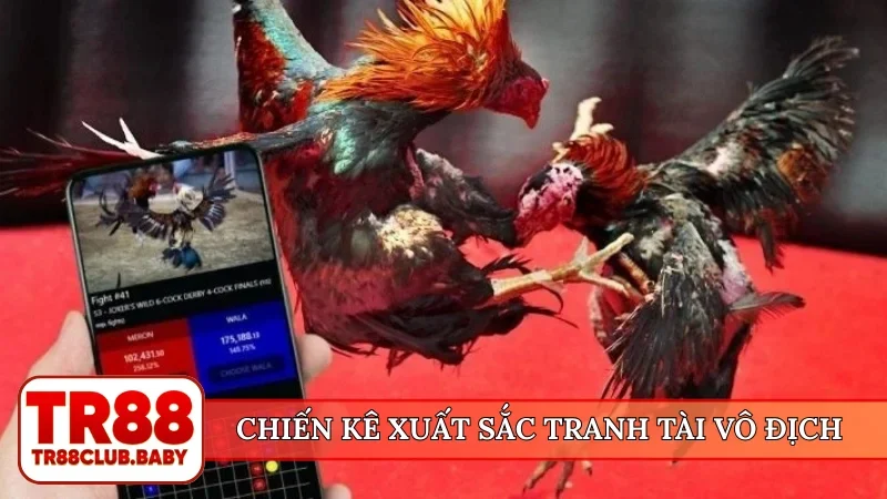 Cá cược đá gà - Lựa chọn kèo đấu chất lượng tại TR88 - DRAGON89.LOL