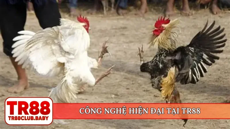 Đá gà cựa dao - Đỉnh cao trường đấu trực tiếp tại TR88 - DRAGON89.LOL