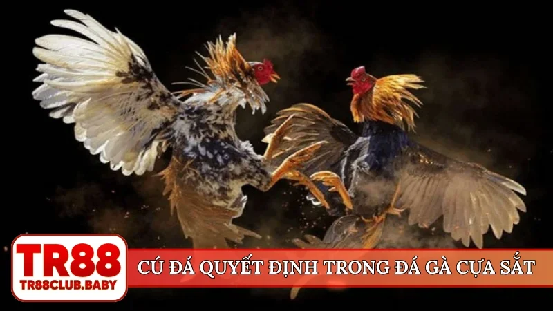 Đá gà cựa sắt - TR88 tường thuật trận đấu hấp dẫn mỗi ngày - DRAGON89.LOL