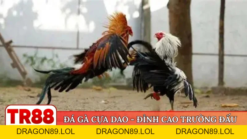 TR88 🎖️ Trang Chủ Đăng Nhập TR88.Com Chính Thức 09/2026 | Đăng Ký +88K - DRAGON89.LOL
