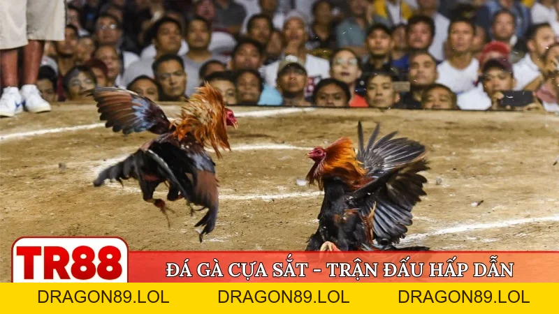TR88 🎖️ Trang Chủ Đăng Nhập TR88.Com Chính Thức 09/2026 | Đăng Ký +88K - DRAGON89.LOL