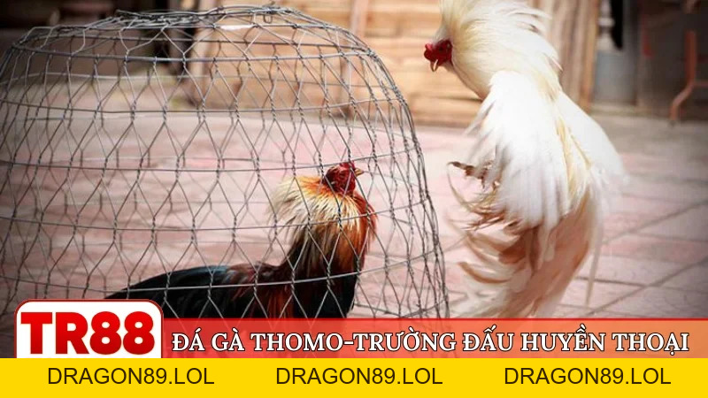 TR88 🎖️ Trang Chủ Đăng Nhập TR88.Com Chính Thức 09/2026 | Đăng Ký +88K - DRAGON89.LOL