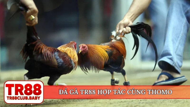 Đá gà TR88 - Xem chọi kê trực tiếp hấp dẫn, cá cược an toàn - DRAGON89.LOL