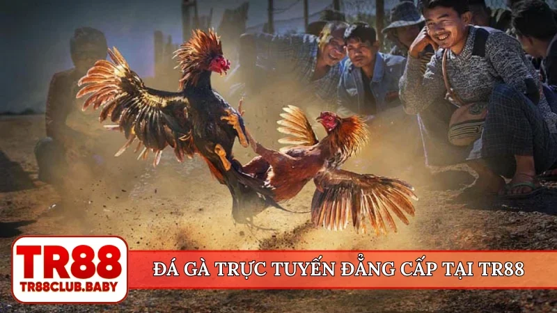 Đá gà TR88 - Xem chọi kê trực tiếp hấp dẫn, cá cược an toàn - DRAGON89.LOL