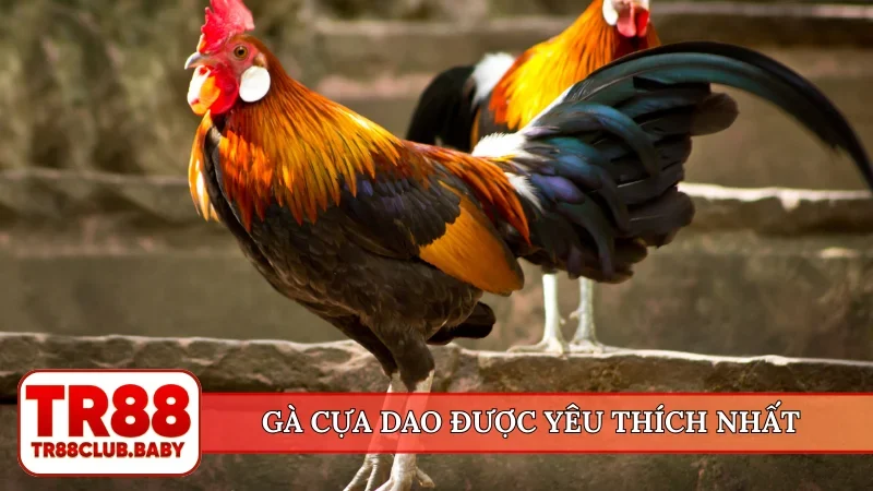Đá gà cựa sắt - TR88 tường thuật trận đấu hấp dẫn mỗi ngày - DRAGON89.LOL