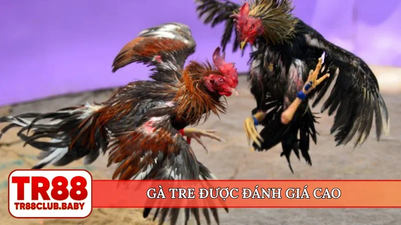 Đá gà Thomo - Trường đấu huyền thoại hợp tác cùng TR88 - DRAGON89.LOL