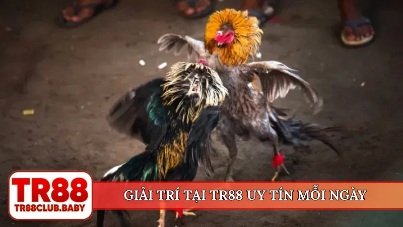 Cá cược đá gà - Lựa chọn kèo đấu chất lượng tại TR88 - DRAGON89.LOL