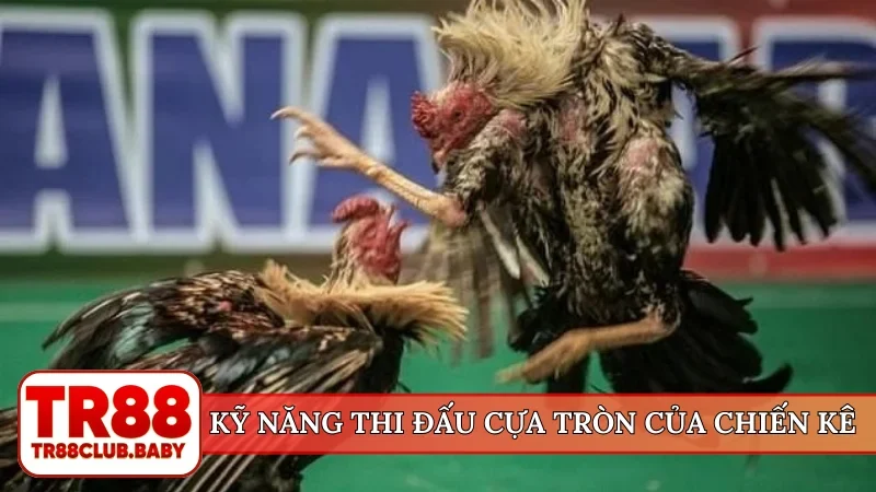 Đá gà cựa sắt - TR88 tường thuật trận đấu hấp dẫn mỗi ngày - DRAGON89.LOL