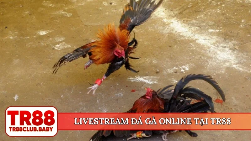 Đá gà online trực tiếp - TR88 cung cấp 100+ trận mỗi ngày - DRAGON89.LOL