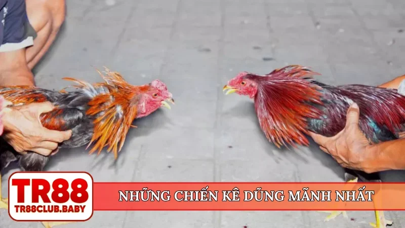 Đá gà cựa dao - Đỉnh cao trường đấu trực tiếp tại TR88 - DRAGON89.LOL