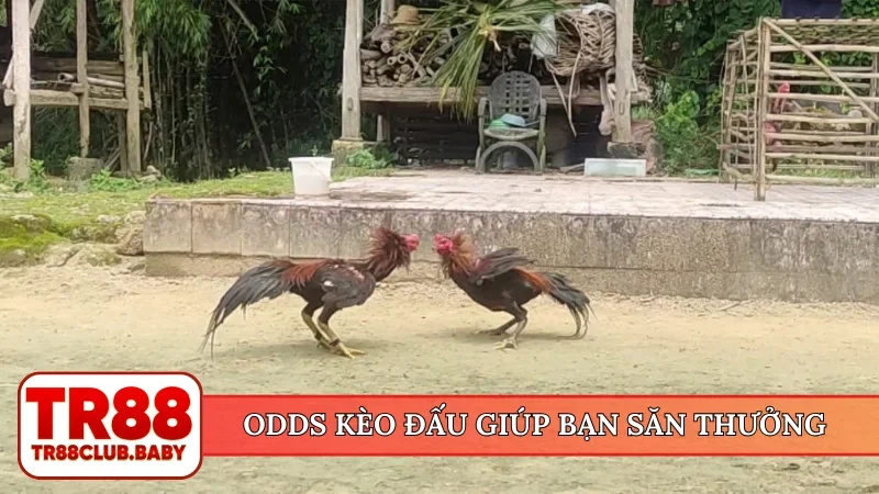Đá gà TR88 - Xem chọi kê trực tiếp hấp dẫn, cá cược an toàn - DRAGON89.LOL