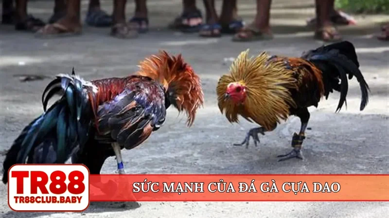 Đá gà cựa dao - Đỉnh cao trường đấu trực tiếp tại TR88 - DRAGON89.LOL