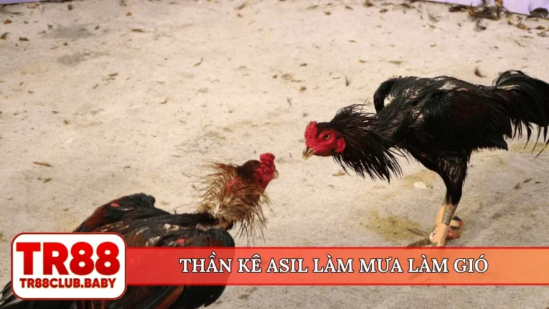 Đá gà Thomo - Trường đấu huyền thoại hợp tác cùng TR88 - DRAGON89.LOL