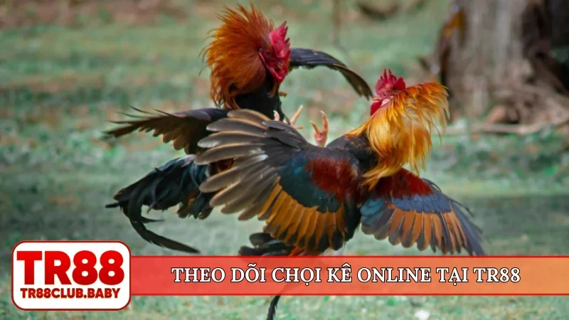 Đá gà Thomo - Trường đấu huyền thoại hợp tác cùng TR88 - DRAGON89.LOL