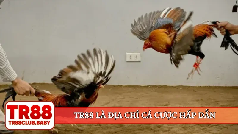 Đá gà online trực tiếp - TR88 cung cấp 100+ trận mỗi ngày - DRAGON89.LOL