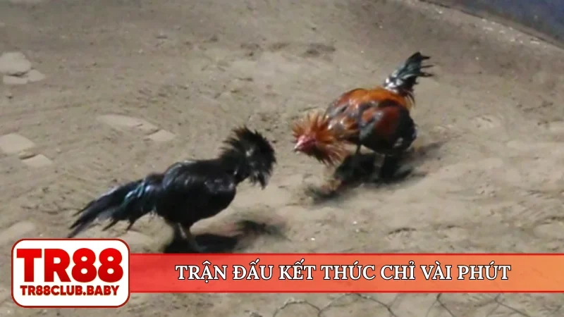 Đá gà cựa dao - Đỉnh cao trường đấu trực tiếp tại TR88 - DRAGON89.LOL