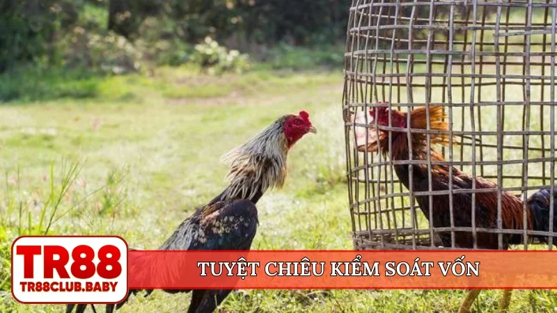 Đá gà cựa sắt - TR88 tường thuật trận đấu hấp dẫn mỗi ngày - DRAGON89.LOL