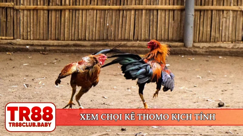 Đá gà online trực tiếp - TR88 cung cấp 100+ trận mỗi ngày - DRAGON89.LOL